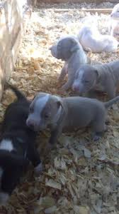 Pitbull puppy collectible aceo print dog art 2.5 x 3.5 by ksams pit bull terrier. Pitbull Puppies For Sale 150 For Sale In Belen New Mexico Classified Americanlisted Com