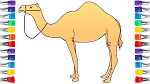 Add the lips, which are big and very natural for a camel. Pin On Draw Colour