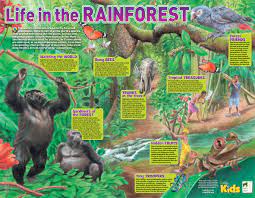 Rainforest Spotlight Rainforest Project Rainforest Theme Habitats Projects