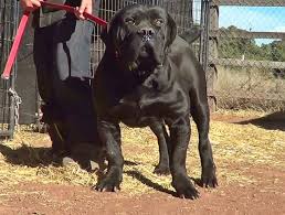 Black Boerboel Puppies For Sale In Bloemfontein African Mastinos Boersos Black Boerboels African Boerboel Boerboel South African Boerboel