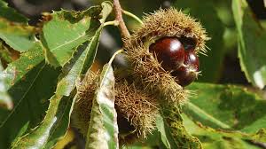 Le marron d'inde ou marron est la graine non comestible du marronnier commun (aesculus hippocastanum). Alerte Anses Pourquoi Il Ne Faut Surtout Pas Confondre Chataignes Et Marrons Magicmaman Com