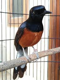 Murai batu banyak dilihat dari segi panjang ekor, pola ekor, sampai suaranya yang sangat melengking, serta karakter dari cara burung murai batu ini bertarung dengan lawannya. F 1 B O R C E H B O R N E O A Rumah Burung Galih Facebook