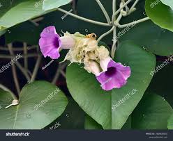 Image result for Argyreia nervosa