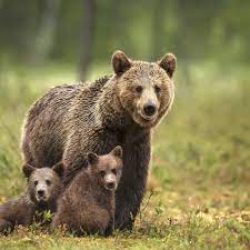 Southern bears would like to invite you to a bigger and. Grizzly Bear Attack Leaves Two Hikers Injured