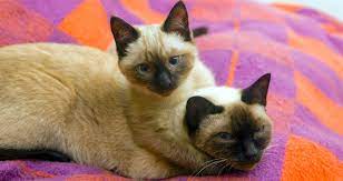 5 Things To Know About Siamese Cats Cat Breeds Siamese Cat Breeds Cats