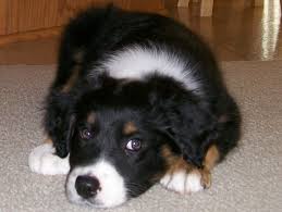 We did not find results for: Winsten Aussie Black Tri Puppy 9 Chris Teien
