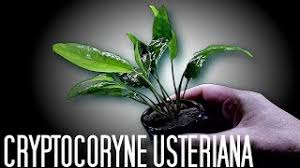 This plant can be grown without co2, fertilizer is recommended but can be grown without. Aquarium Plants Cryptocoryne Usteriana Youtube