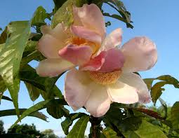 Image result for Manniella gustavi