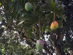 Wholesale fruit trees florida fruitscapes order form, order fruit trees on line, pine island florida. Yes South Florida You Can Grow A Mango Tree On Your Apartment Balcony Wjct News