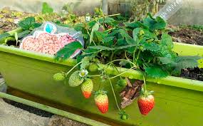 La fraise a besoin de beaucoup de soleil. Llá Jardinieres Experts En Jardinage