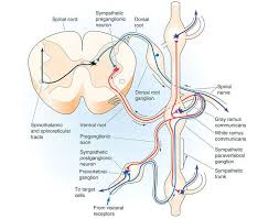 Grey Rami Communicantes And White Rami Med School Study Anatomy And Physiology Pharmacology