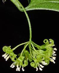 Image result for Smilacaceae