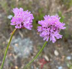 Image result for Plumbaginaceae