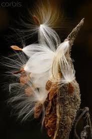 Pin By Cacilda Maria On Pod S Seeds Seed Pods Plant Photography Milkweed Seeds
