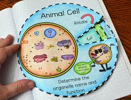 We did not find results for: Animal Cell Foldable Math In Demand