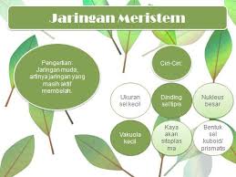 Fully utilize process flow ppt to enhance your business. 40 News Background Ppt Biologi Tumbuhan Summer Background