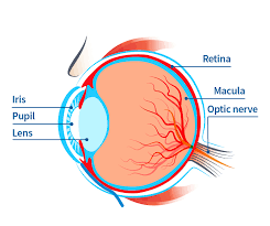 Image result for Coloboma