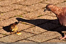 Vor der ankunft der menschen gab es auf den inseln neuseelands (abgesehen von zwei fledermausarten) keine säugetiere. Vogelabwehr Mit Diesen Mittel Vertreiben Sie Vogel Vom Balkon Hausgarten Net