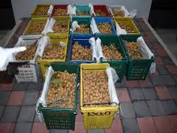 Ramuan air mata kucing juga tak terlalu sulit. Gagal Seludup Buah Mata Kucing