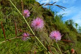 Image result for Mimosa mossambicensis