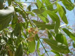 Image result for Cordia sinensis