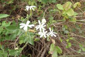 Image result for Jasminum fluminense