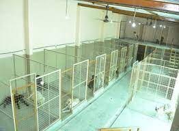 Find what you need at booking.com, the biggest travel site in the world. Canaan Pet Resort Pet Resort Dog Boarding Dog Grooming Dog Training Pet Stay Pet Boarding Pet Training Swimming For Dogs Resort For Dogs Hotel For Dogs Pet Boarding Services In Bangalore India