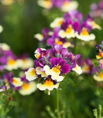 Image result for Nemesia zimbabwensis