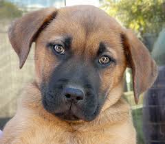 We did not find results for: Westside German Shepherd Rescue Of Los Angeles