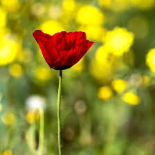The flowers are part of the flower quest to upgrade your race to v2. Red Anemone Close Up On A Blurred Background Of Yellow Flowers Red Anemone Yellow Flowers Blurred Background