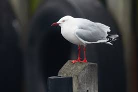 Image result for seagull