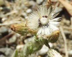 Image result for Pseudoconyza viscosa