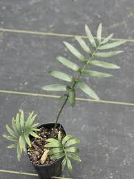 Image result for Encephalartos chimanimaniensis