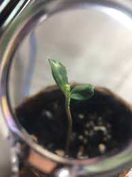 In worse cases, your seedlings might even. Seedling Not Growing First Set Of True Leaves Grasscity Forums The 1 Marijuana Community Online