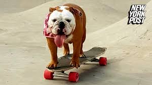 Check spelling or type a new query. Bulldog Becomes Internet Sensation After Skateboarding Video