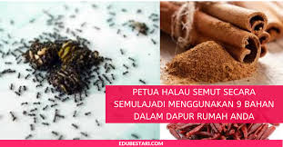 Berikut 8 cara mengusir semut ilustrasi. Petua Halau Semut Secara Semulajadi Menggunakan 9 Bahan Dalam Dapur Rumah Anda Edu Bestari