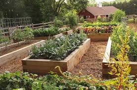 For example, a corn crop planted this year, is not planted in the same field for the next two or three years. Understanding Crop Rotation The Basics And Beyond Joe Gardener