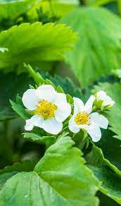 Check spelling or type a new query. Strawberry Fertilizer Haifa Group