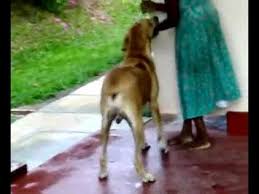 Check spelling or type a new query. Ridge Back Dogs Owner Chathura Youtube