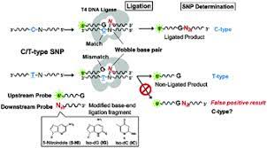 In biochemistry, a ligase is an enzyme that can catalyze the joining of two large molecules by forming a new chemical bond, usually with accompanying hydrolysis of a small pendant chemical group on one of the larger molecules or the enzyme catalyzing. Highly Efficient T4 Dna Ligase Based Snp Analysis Using A Ligation Fragment Containing A Modified Nucleobase At The End Chemical Communications Rsc Publishing