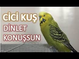 Cici Kus Ses Kaydi Gercek Muhabbet Kusundan Dinletkonussun Youtube Muhabbet Kuslari Kus Hayvan