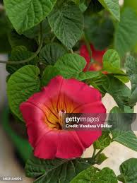 Image result for Stictocardia beraviensis