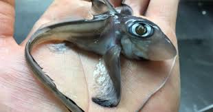 Bud cowart was trying to land the military airship uss akron in new jersey failed to let go of the rope and had to hold on for dear life as it rose to 2000 feet over the sea until they could rescue him ( documentingreality.com) Crazy Looking Fish From The Deep Sea Cbs News