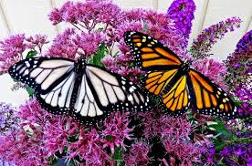 Maybe you would like to learn more about one of these? Https Www Lockhaven Com News Outdoors 2019 05 White Monarch Butterflies Being Raised In Spring Mills