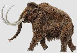 Woolly Mammoth Extinct Wooly Mammoth Prehistoric Age Mammoth
