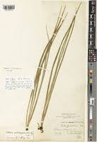 Image result for Vittaria volkensii