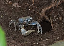 Discount99.us has been visited by 1m+ users in the past month Adrian Davies Imaging Giant Blue Crab Cardisoma Guanhumi