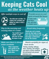 Keeping Cats Cool When It S Hot Outside Cats Herd You Cat Care Tips Cat Care Cat Health