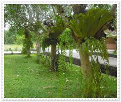 Ngebor tanduk rusa ( untuk pipa rokok). Pokok Tanduk Rusa Kaytieze S Blog