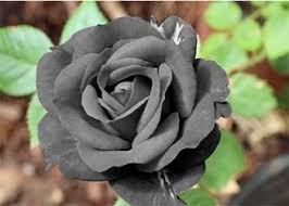 Which Flower Means Death And Their Symbolic Meaning All Rose Color Meanings